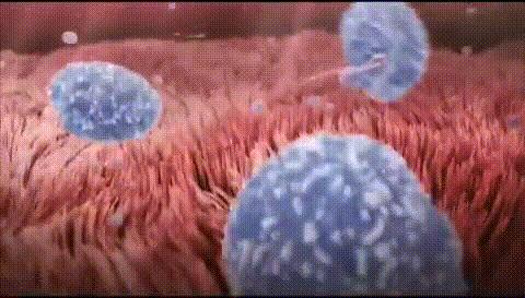 科学家发现精子与卵子,科学家发现精子和卵子