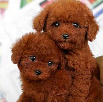 家里有狗得犬瘟其他狗怎么预防,小狗得了犬瘟怎么治