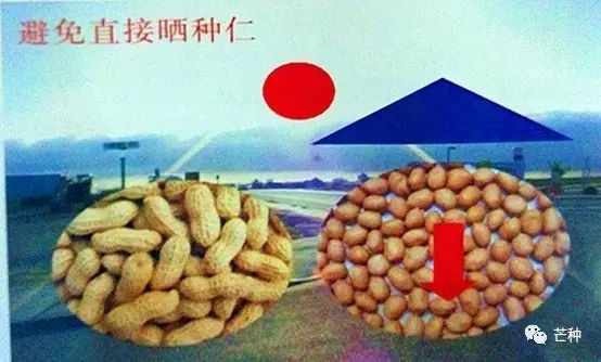 花生高产栽培技术视频,种花生到收花生的所有过程