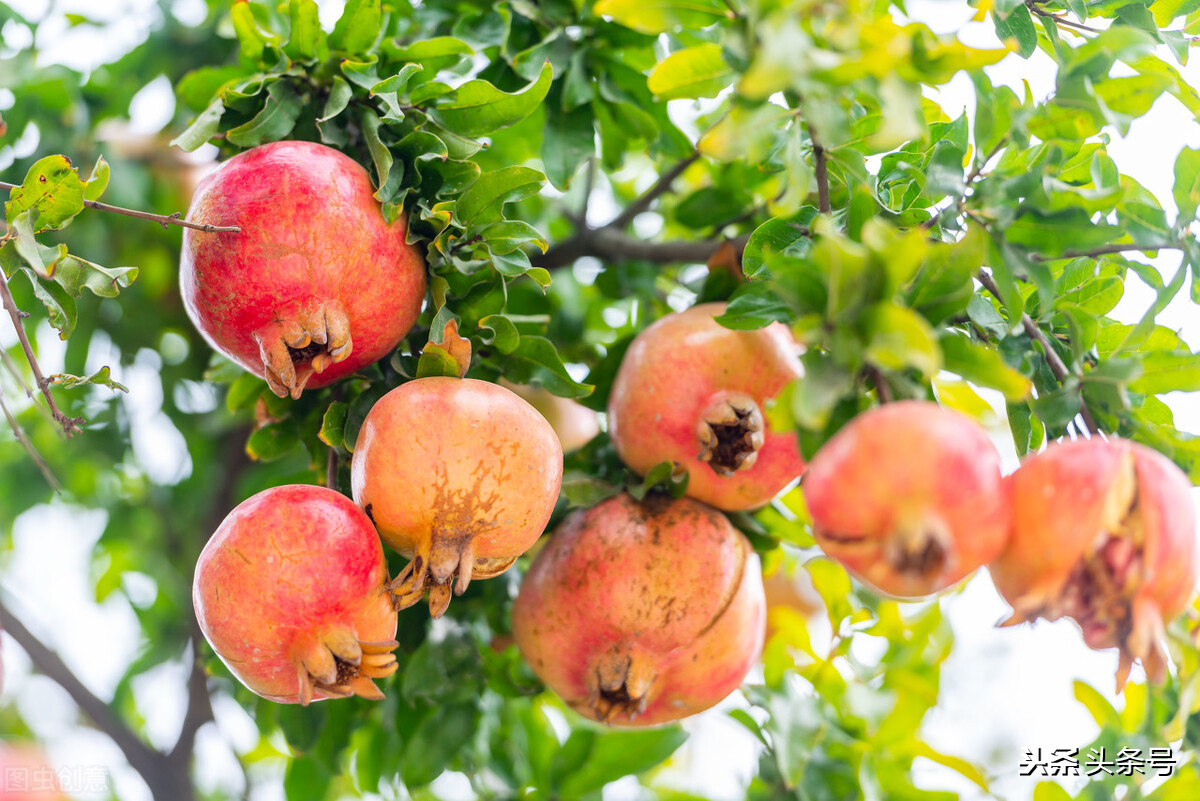 石榴树怎么修剪才能长得快,幼苗石榴树长三个分叉要修剪吗