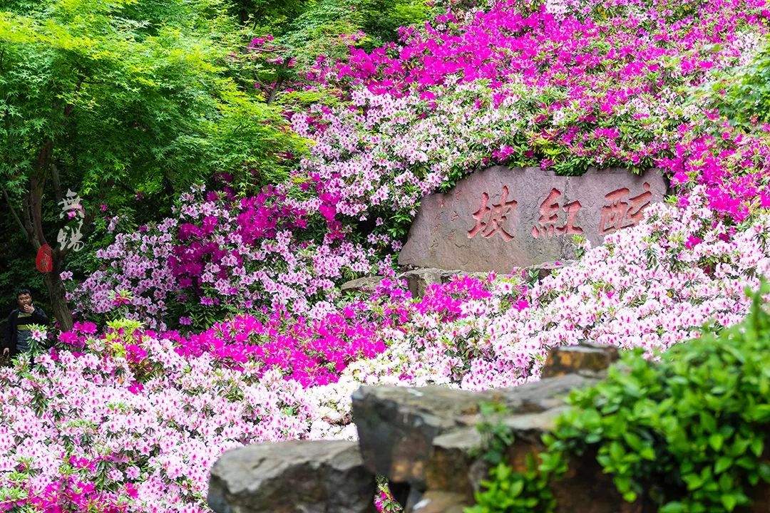 惠山古镇天下第二泉竹筒茶,惠山古镇天下第二泉