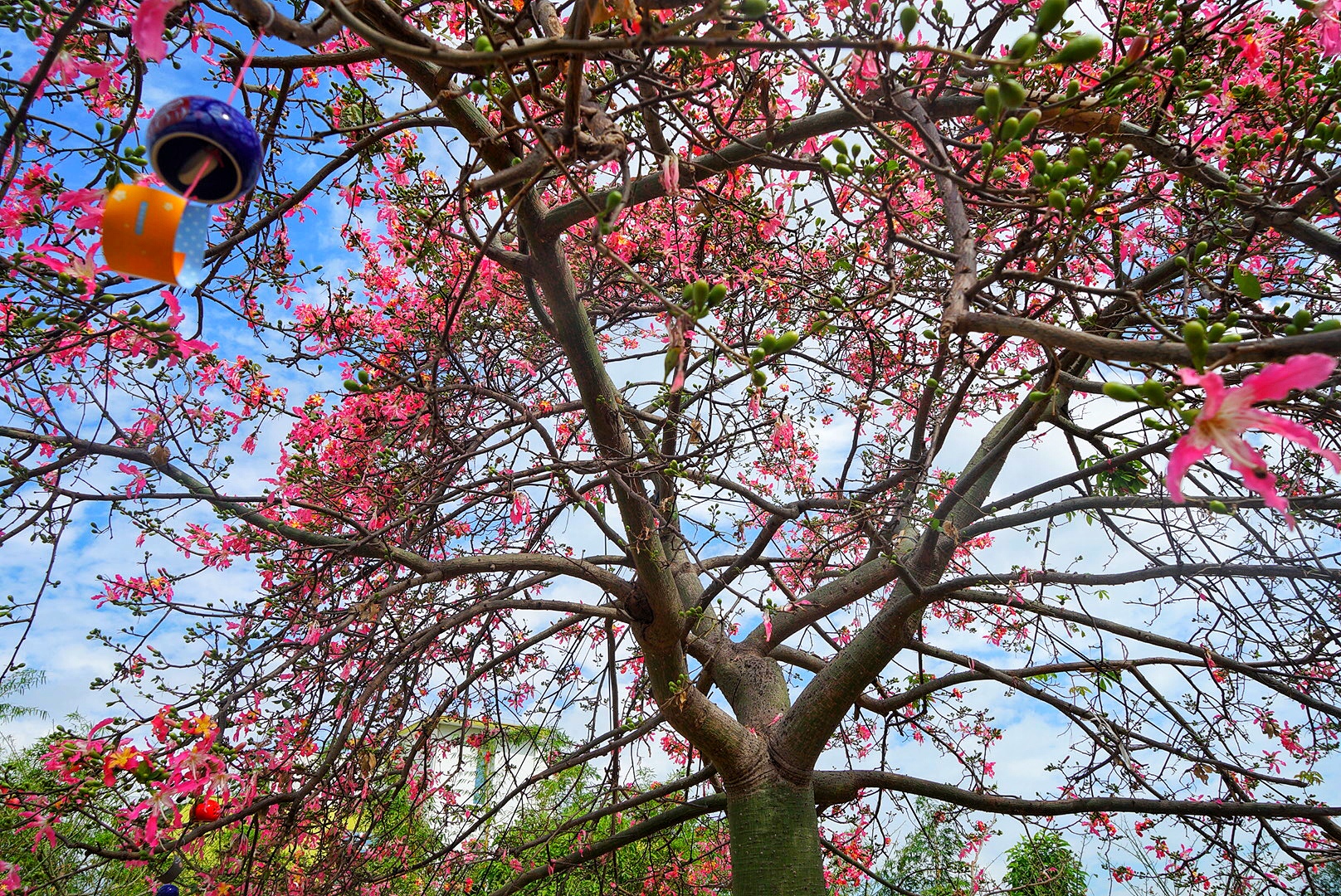 广州粉色浪漫花海,广东秋天粉色花海
