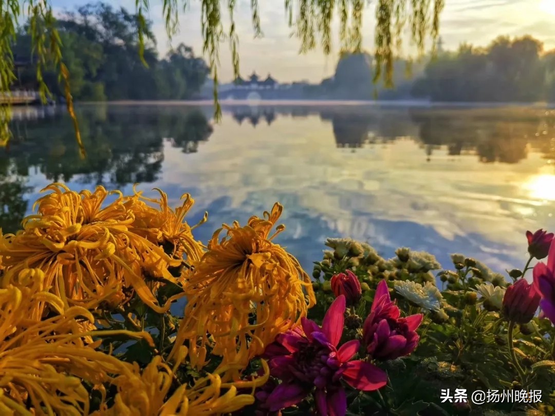 2018年冬天扬州赏花攻略,扬州11月秋景打卡地