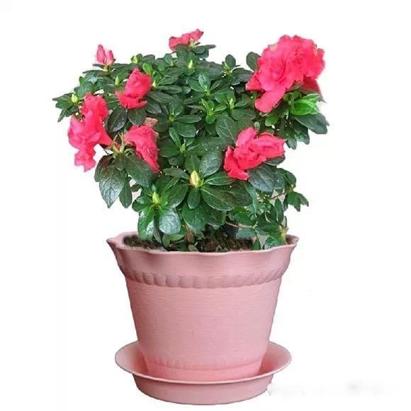 送给喜欢种花的人什么礼物,想养花却把花养死