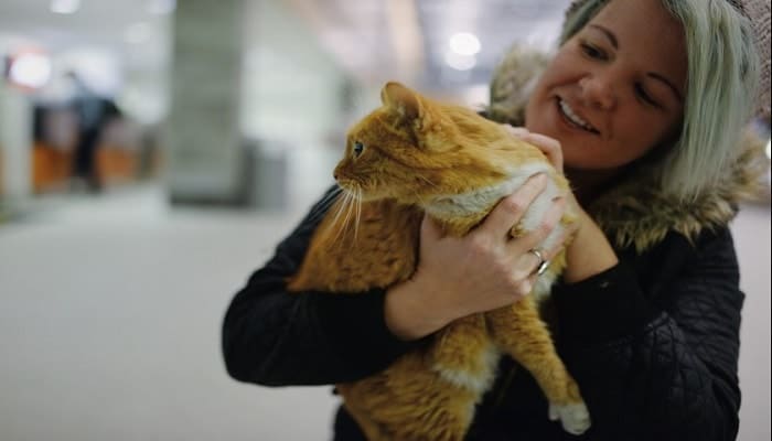 带猫咪回农村老家跑丢了怎么办,带猫咪出去玩跑丢了怎么找回来