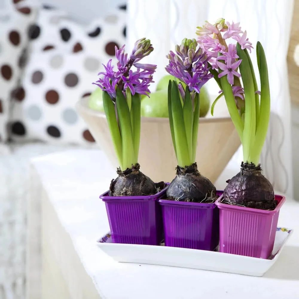 适合北方的球根植物,适合北方室内的种球