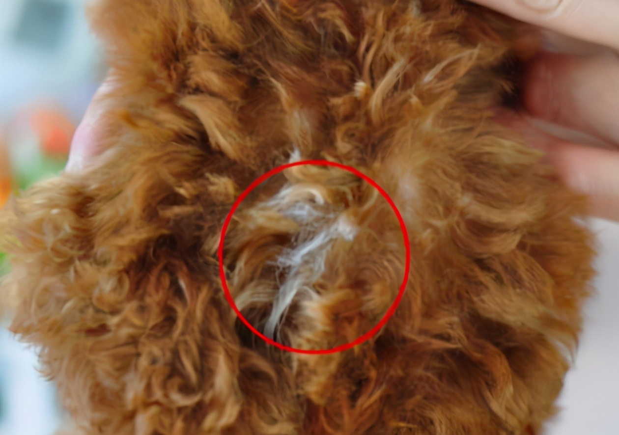 狗狗一下长很多白毛是什么原因,狗狗的毛发有白毛是什么毛病