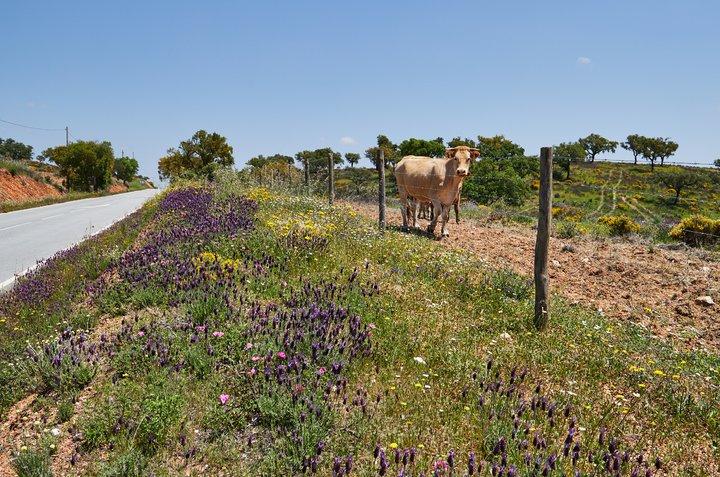 去葡萄牙自驾游需要什么手续,葡萄牙自驾旅游最佳路线