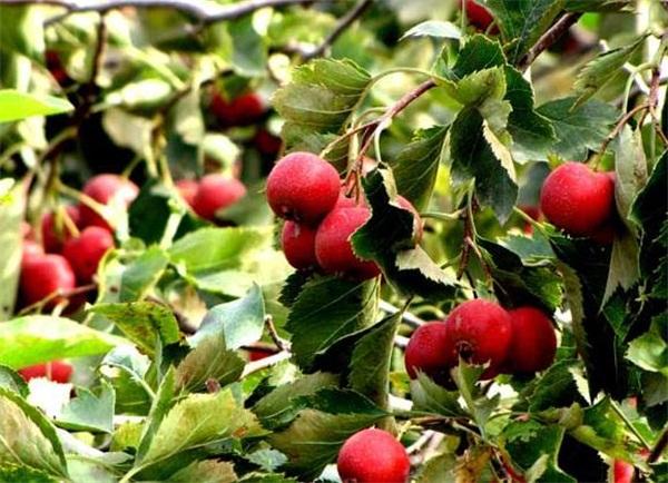 山楂的品种和种植技术,种植山楂的管理技术