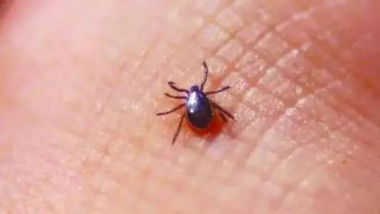 广州近期出现的变异蜗牛,深圳雨后巨型蜗牛