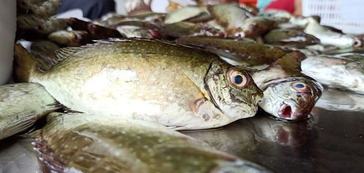 海南海边码头海鲜,海南海鲜开海