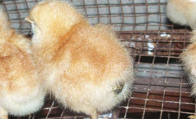 小鸡糊肛喂点什么药,小鸡糊肛的解决方法视频