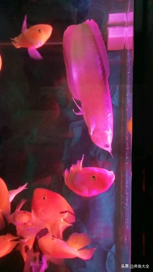 银龙鱼吃了干虾就吐出来,银龙鱼吃鱼好消化吗