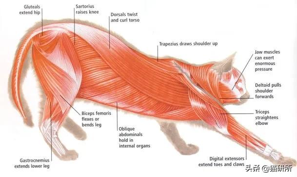 猫咪绝育手术，到底是正切好？还是侧切好？