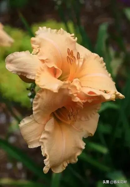 神奇的植物图片及介绍大全,十大最好的神奇植物