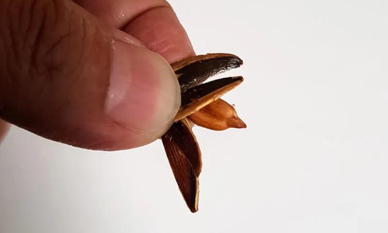 纳尼?为什么日本人不会嗑瓜子?看到中国人单手“吃”惊呆!