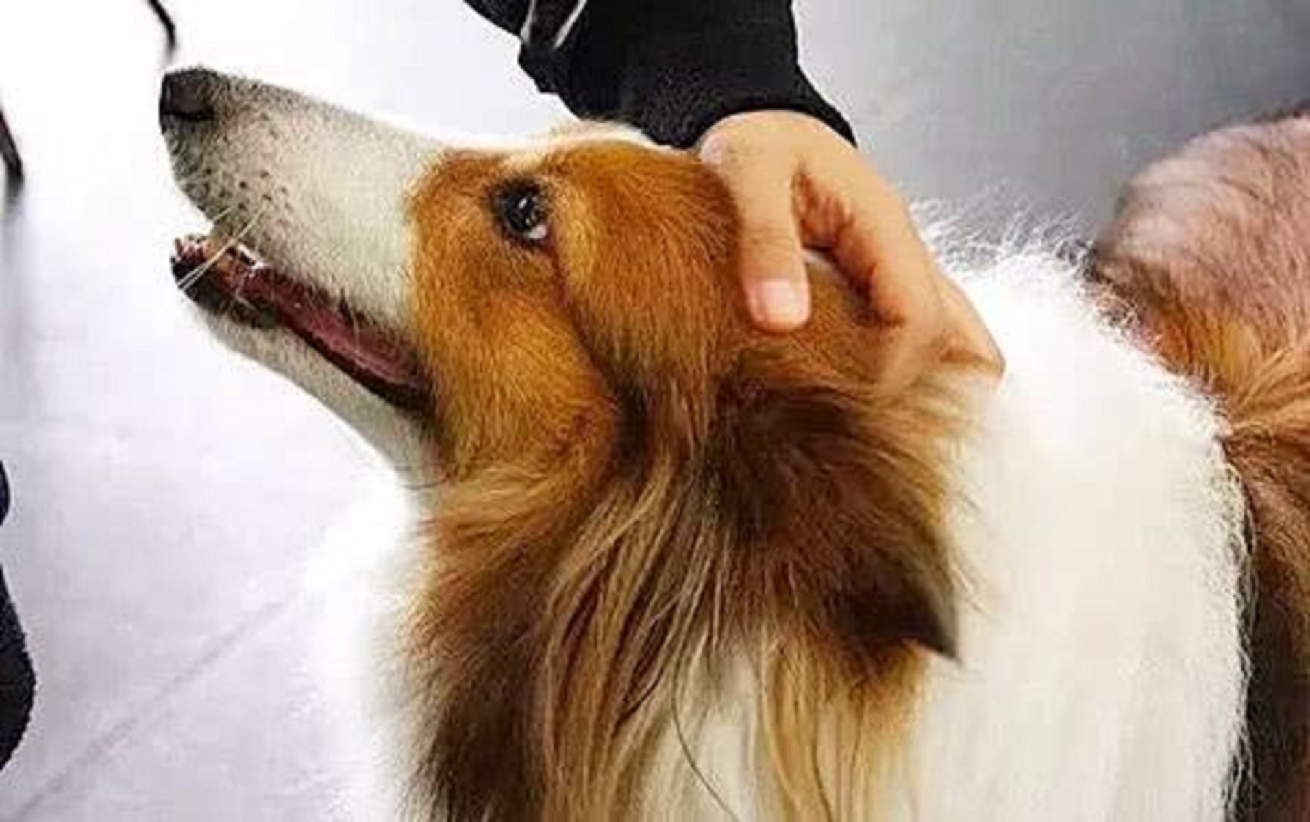 摸摸狗头在狗的眼里意味着什么,人摸狗的头狗在想什么