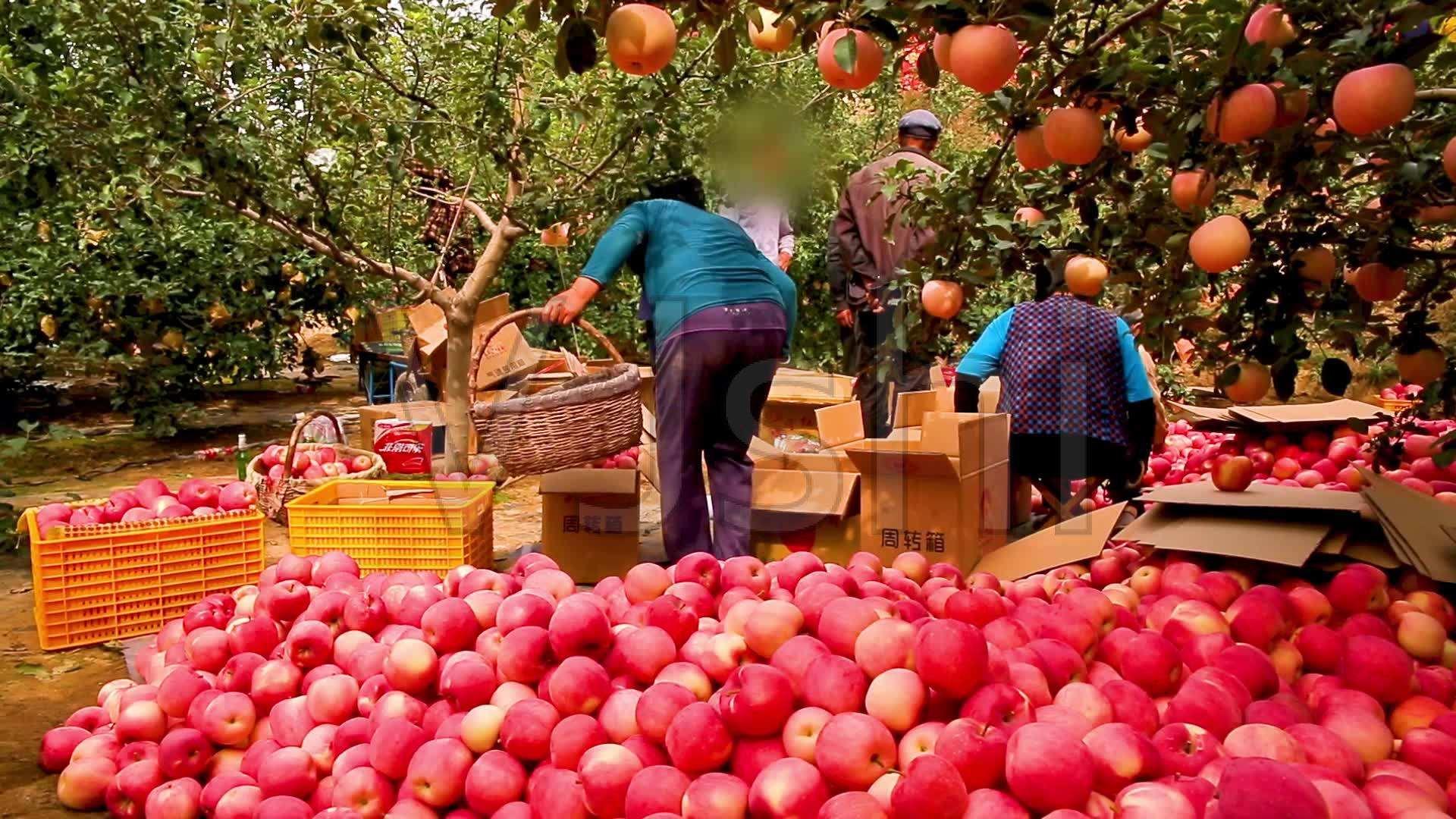 甘肃苹果好吃还是山东苹果好吃,洛川苹果和甘肃苹果哪个更好