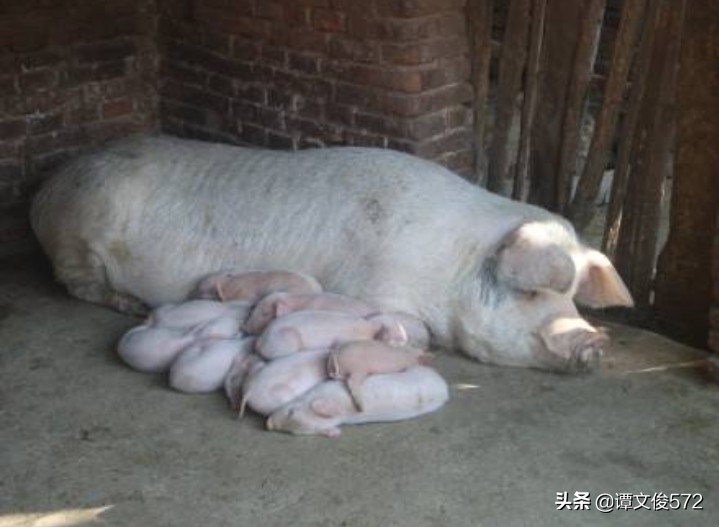 母猪怀孕的正确处理方法,母猪怀孕100天了乳腺发育不好咋办