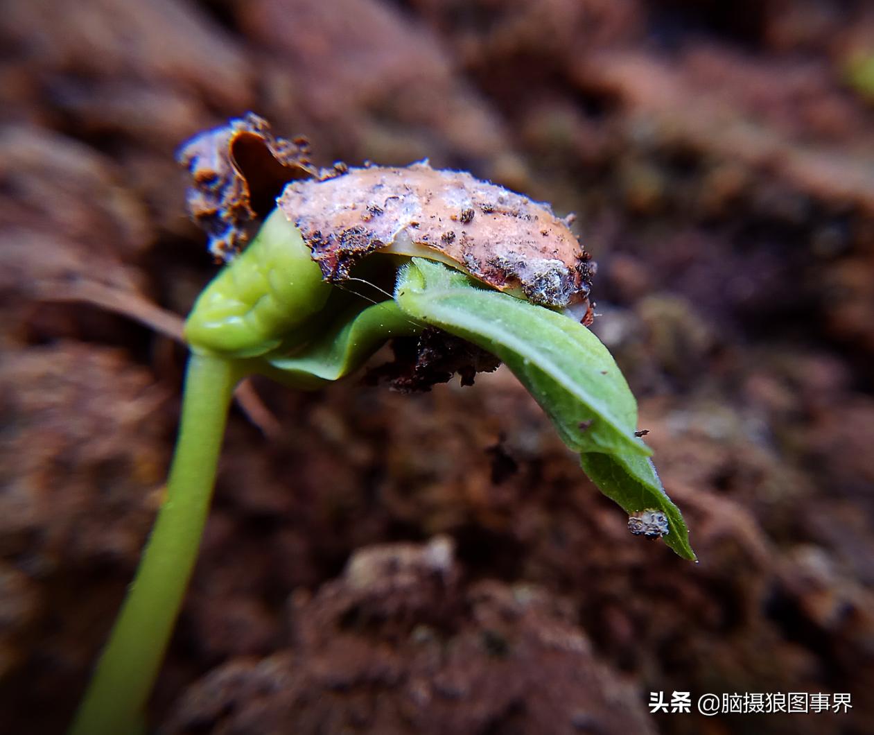 华为手机拍照微距怎么设置,手机微距拍摄技巧大全