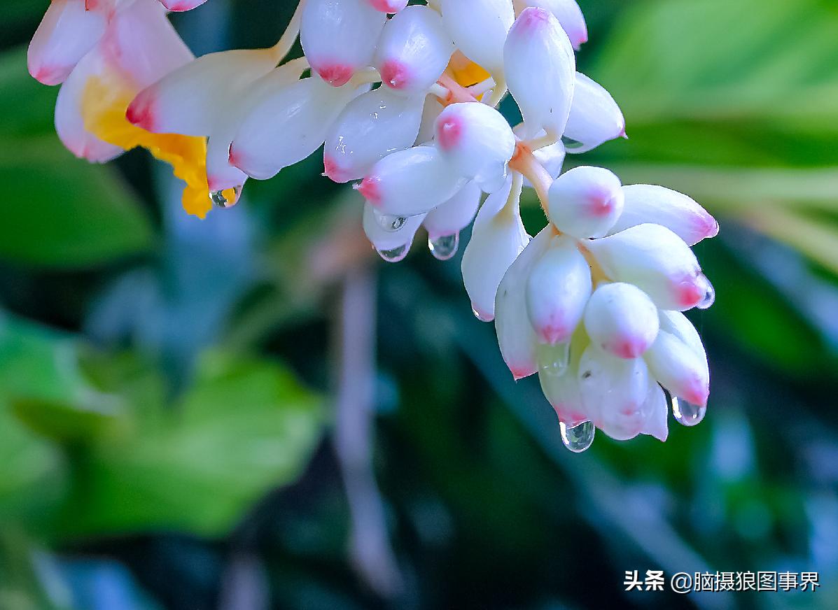 佳能18-55mm镜头，能拍出浅景深的花卉照片吗？如何拍摄？