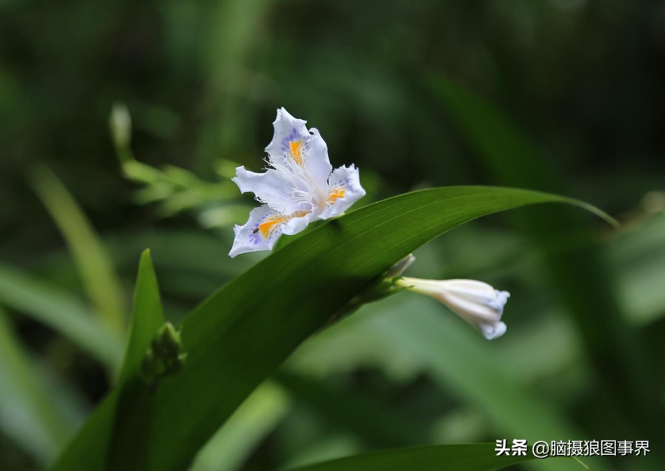 春天拍摄的绿叶怎么拍,春天的花朵怎么拍摄照片