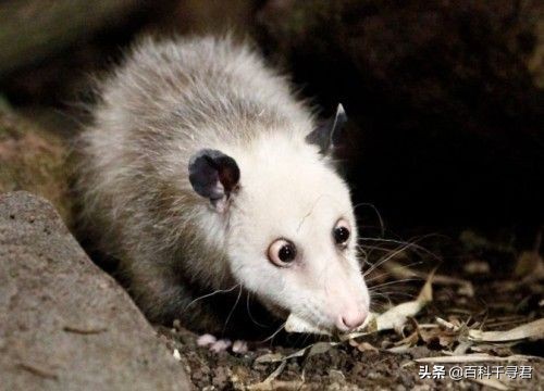 平头哥蜜獾被眼镜黄蛇咬昏过去,蜜獾被眼镜蛇咬会不会中毒视频