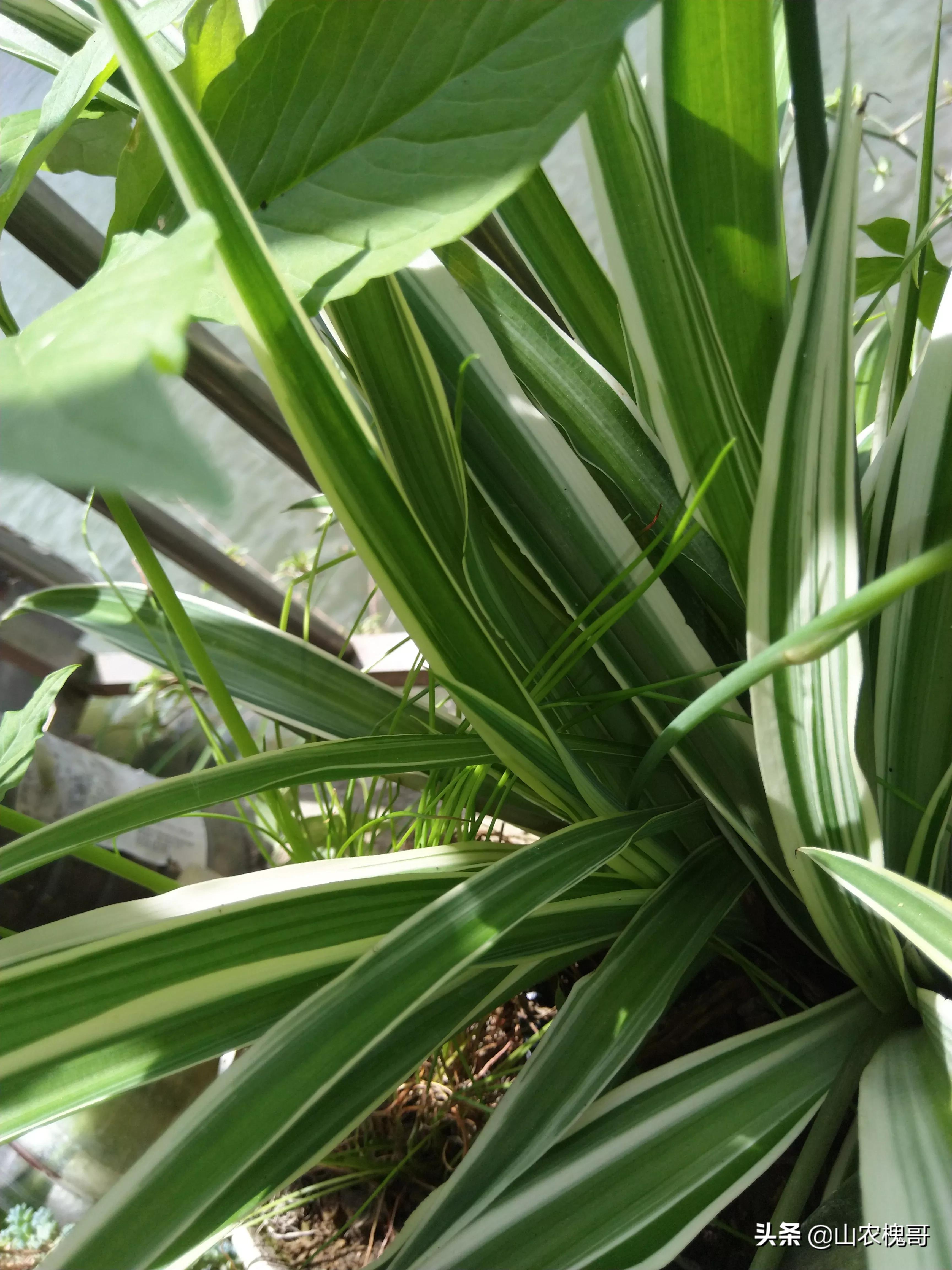 吊兰怎么养又亮又好看,吊兰绿植可以室内养吗