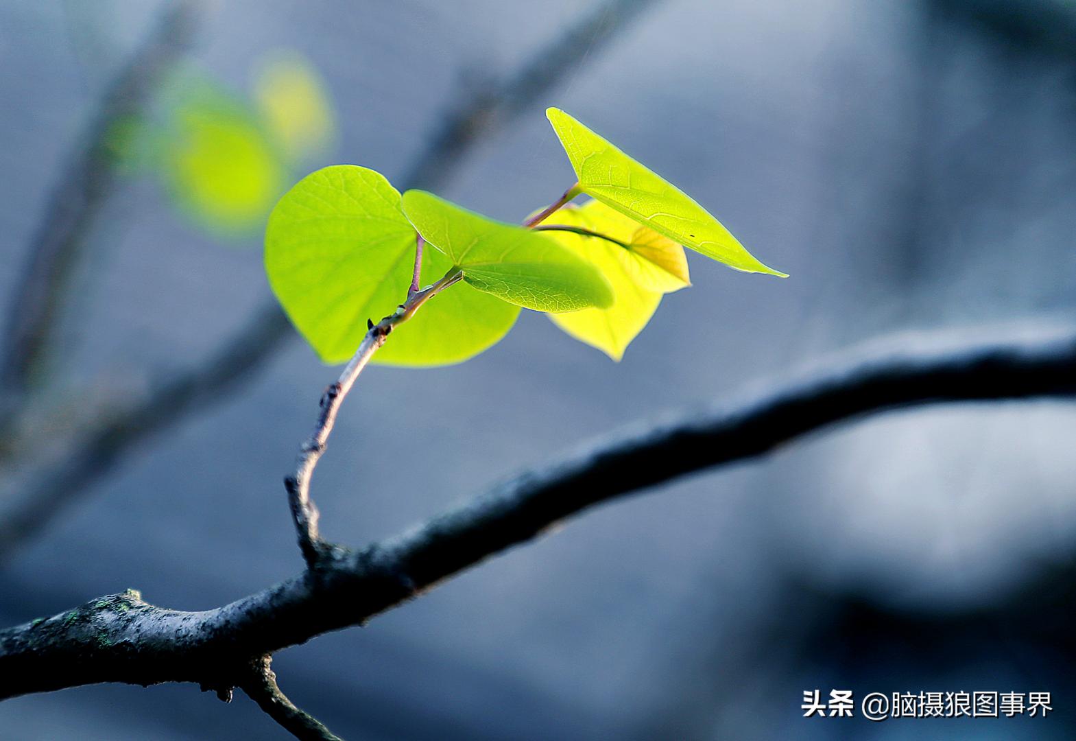 春天拍摄的绿叶怎么拍,春天的花朵怎么拍摄照片