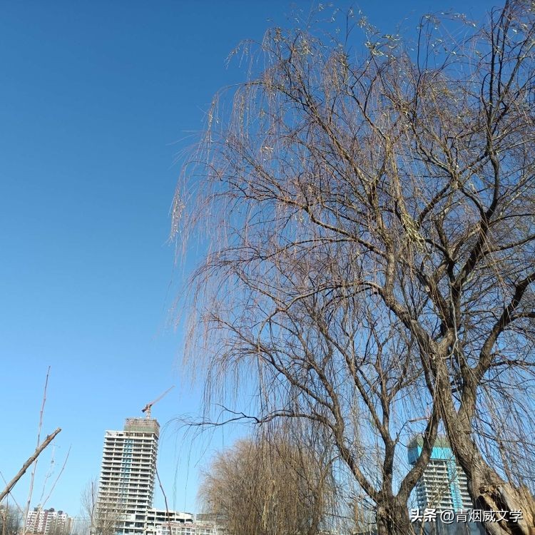 七律登庐山草书,七律登明月楼诗