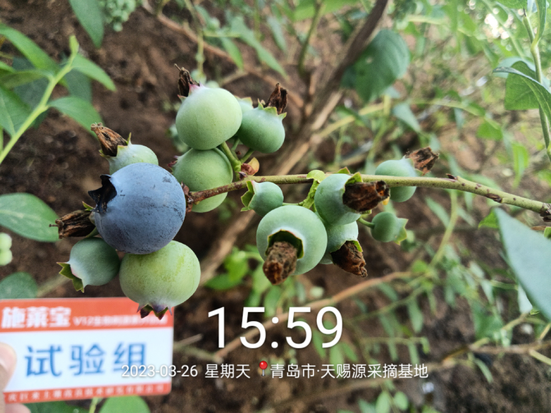 蓝莓大果哪个品种早熟,蓝莓大果新品种