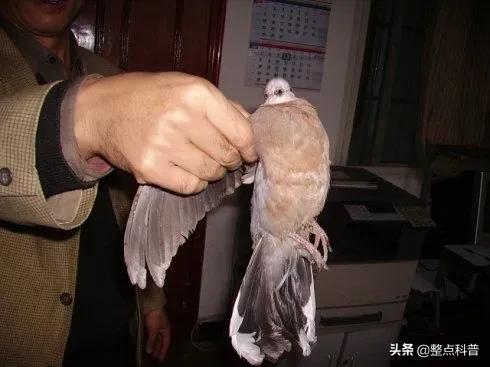 斑鸠能吃多少东西,斑鸠吃小斑鸠吗