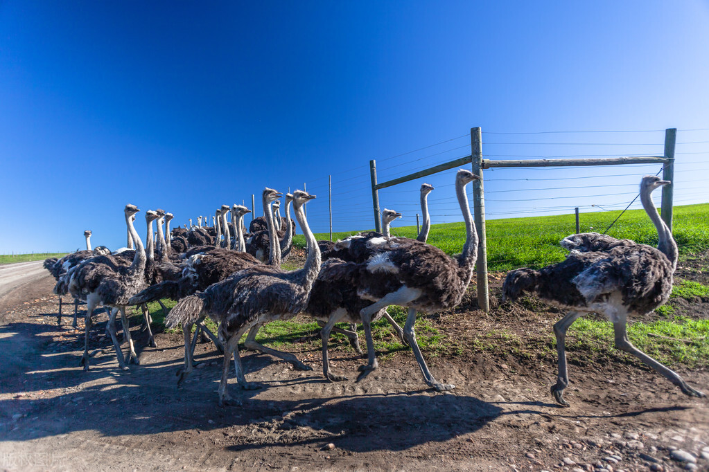 速度和力量的代表动物,速度与力量的完美结合