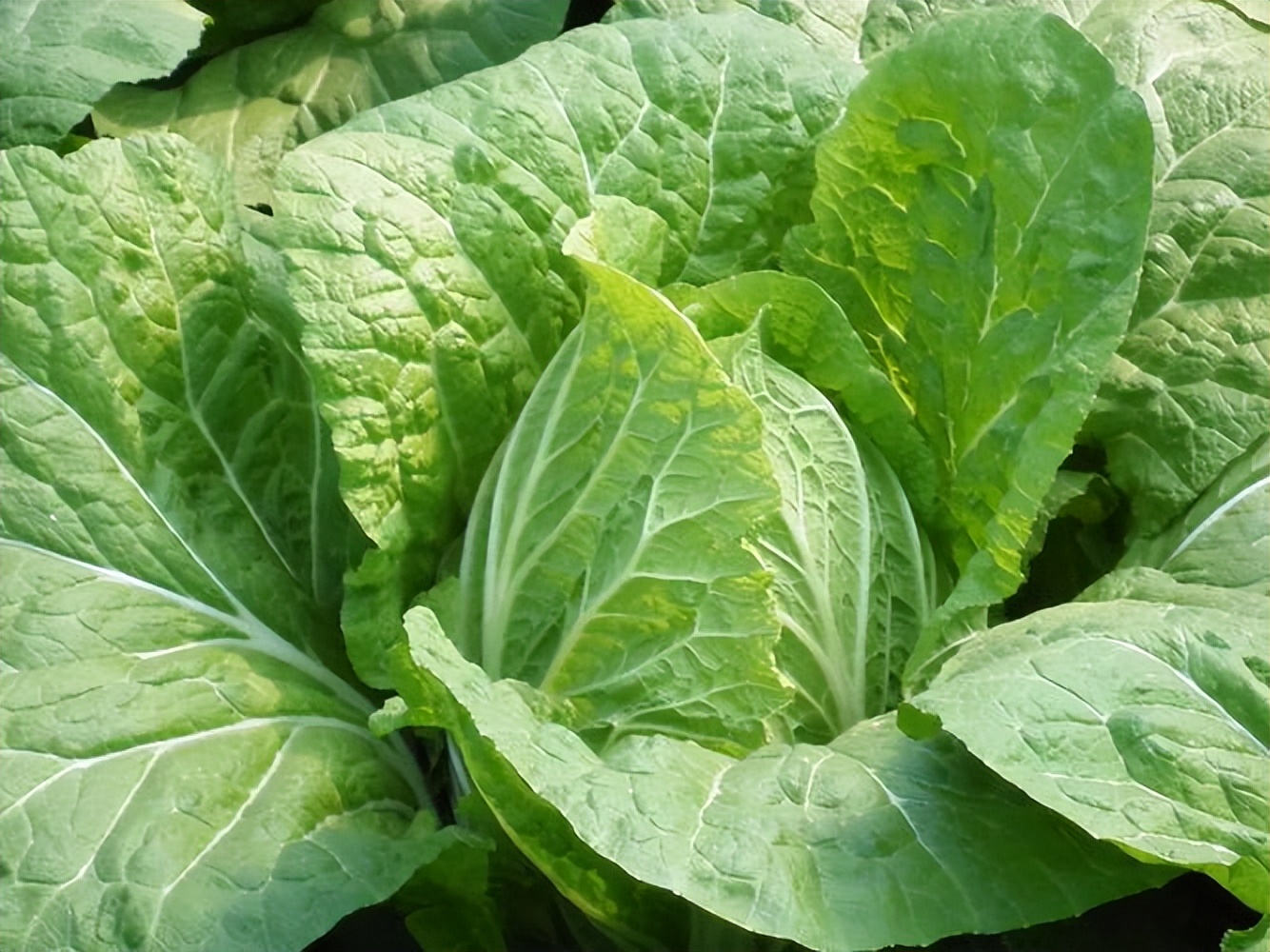 喷了甲醛的白菜怎么处理,喷过甲醛的白菜什么样