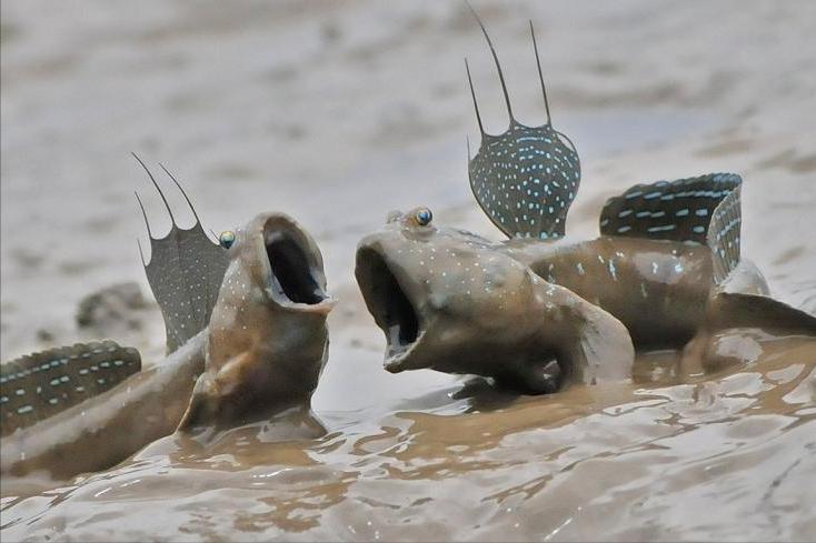 世界上活的寿命最长的动物是什么,动物兄弟之寿命超过100年的动物