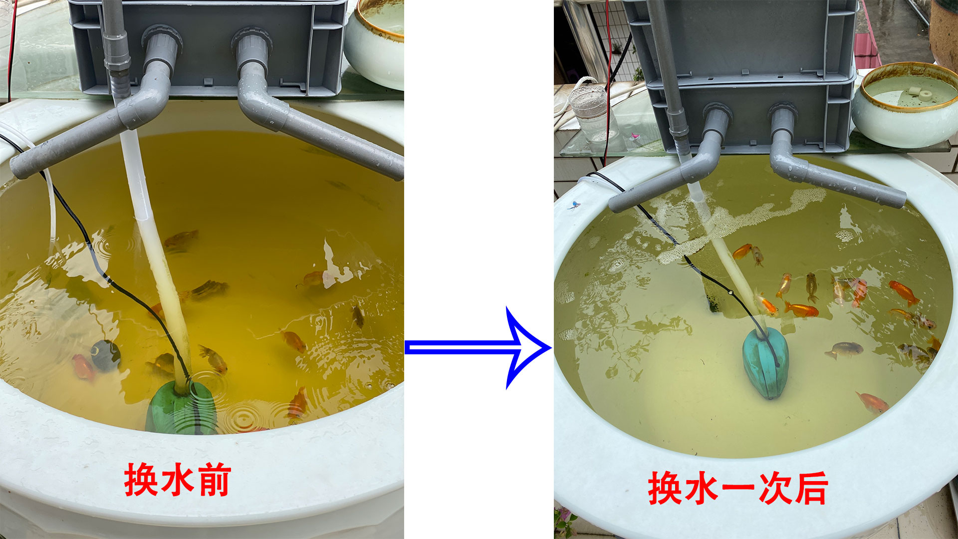 鱼缸下黄粉几天失效,鱼缸下完黄粉还算好水吗