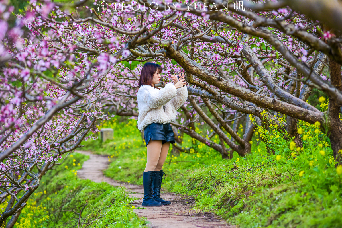 潼南油菜花旅游攻略,美好春日潼南赏花地图快来get