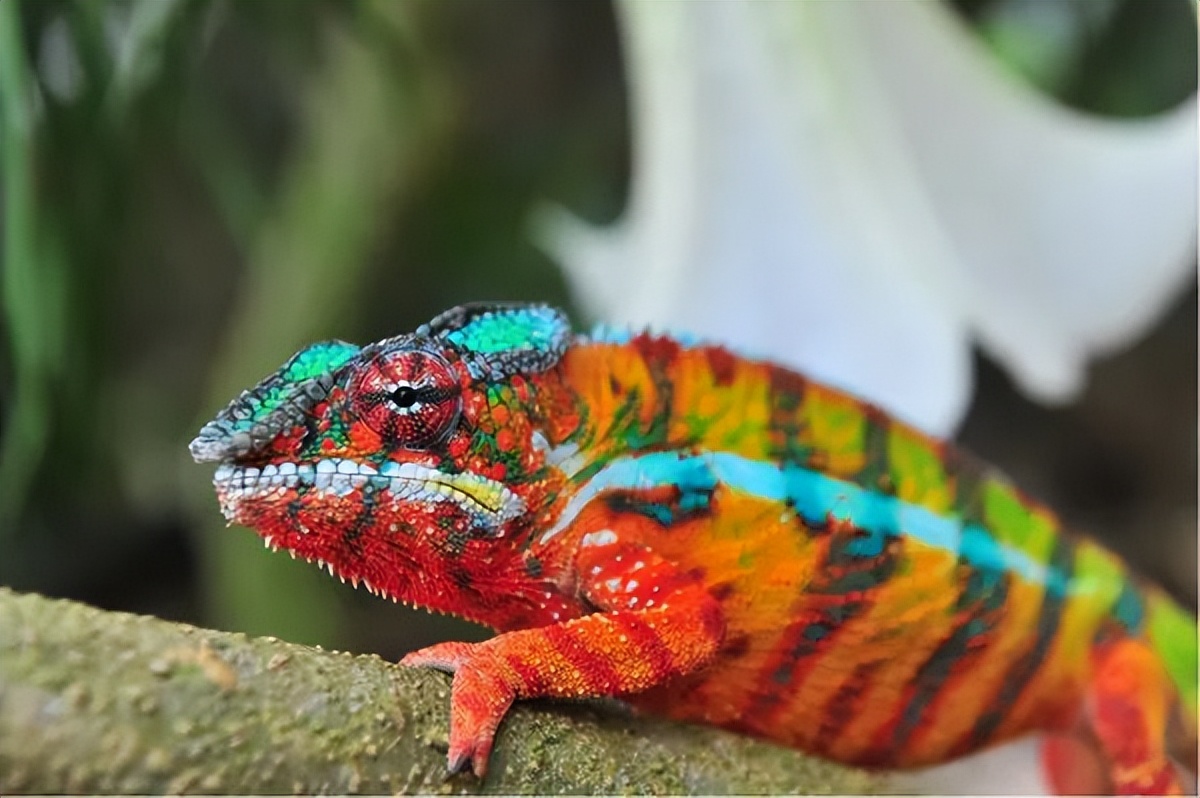 可爱妖娆的小精灵，超过瘾|这里的狐猴也太好撸了吧！