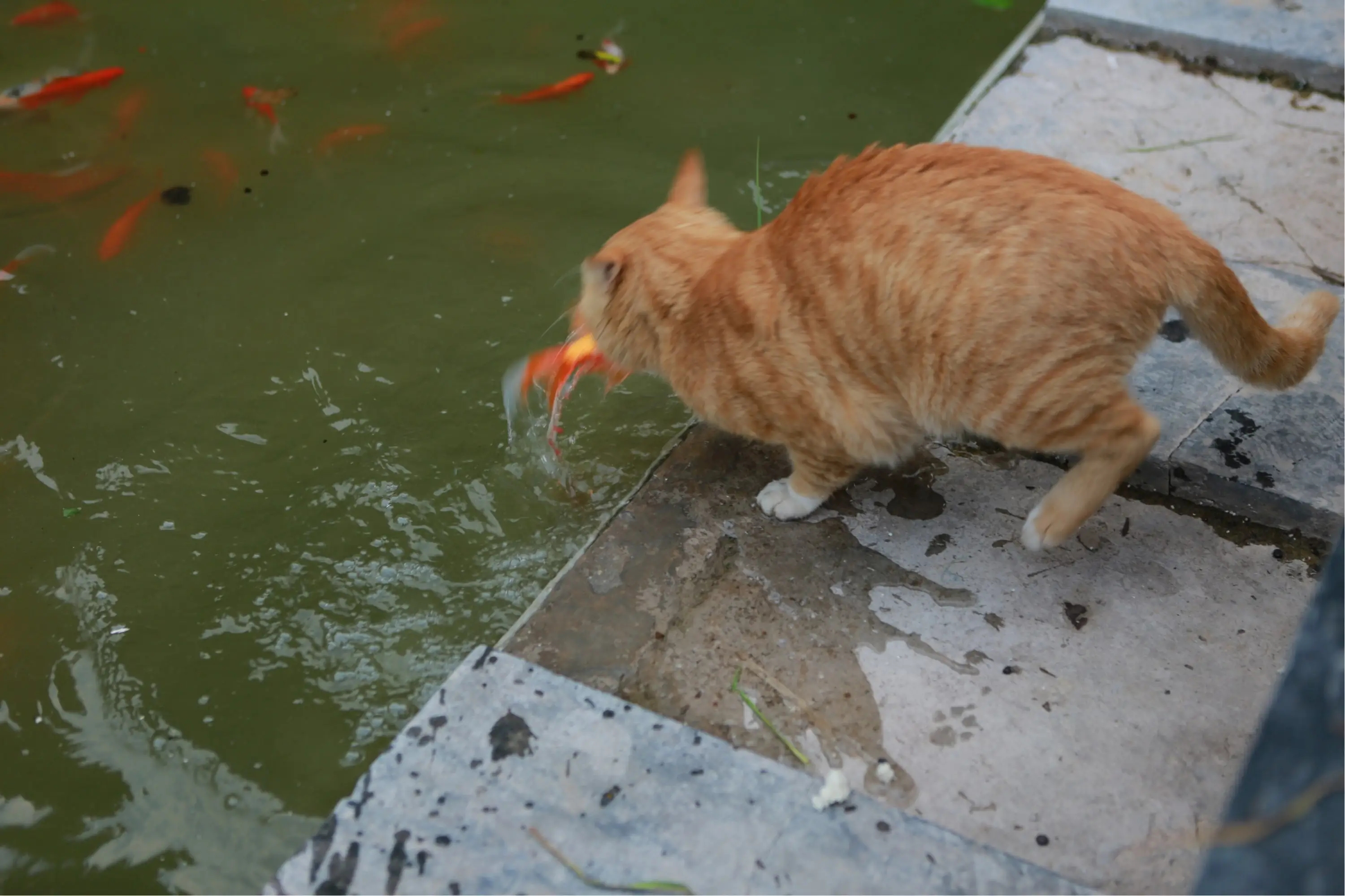 养鱼有哪些必须学会的技能和方法,养鱼的正确方法和感受