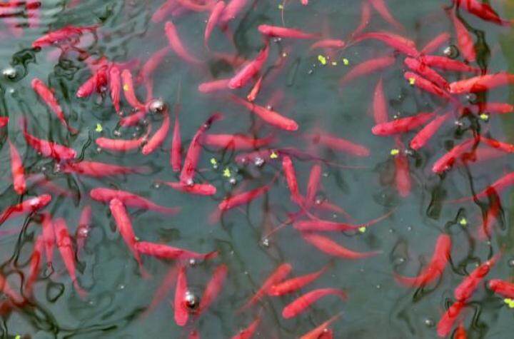 养殖观赏鱼做副业,养殖热带鱼致富