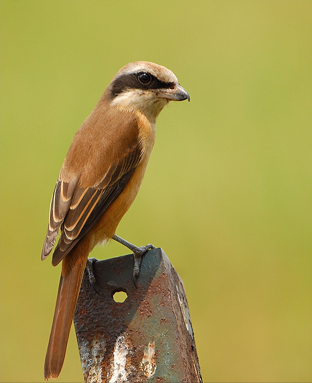 鸟儿大全高清图,高清珍稀鸟动态图片大全