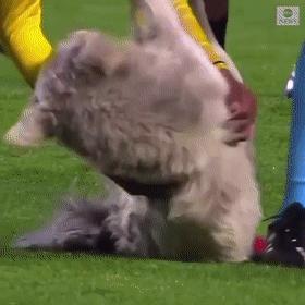 狗子突然冲进足球场，霸占足球中断比赛，但结局很可爱！