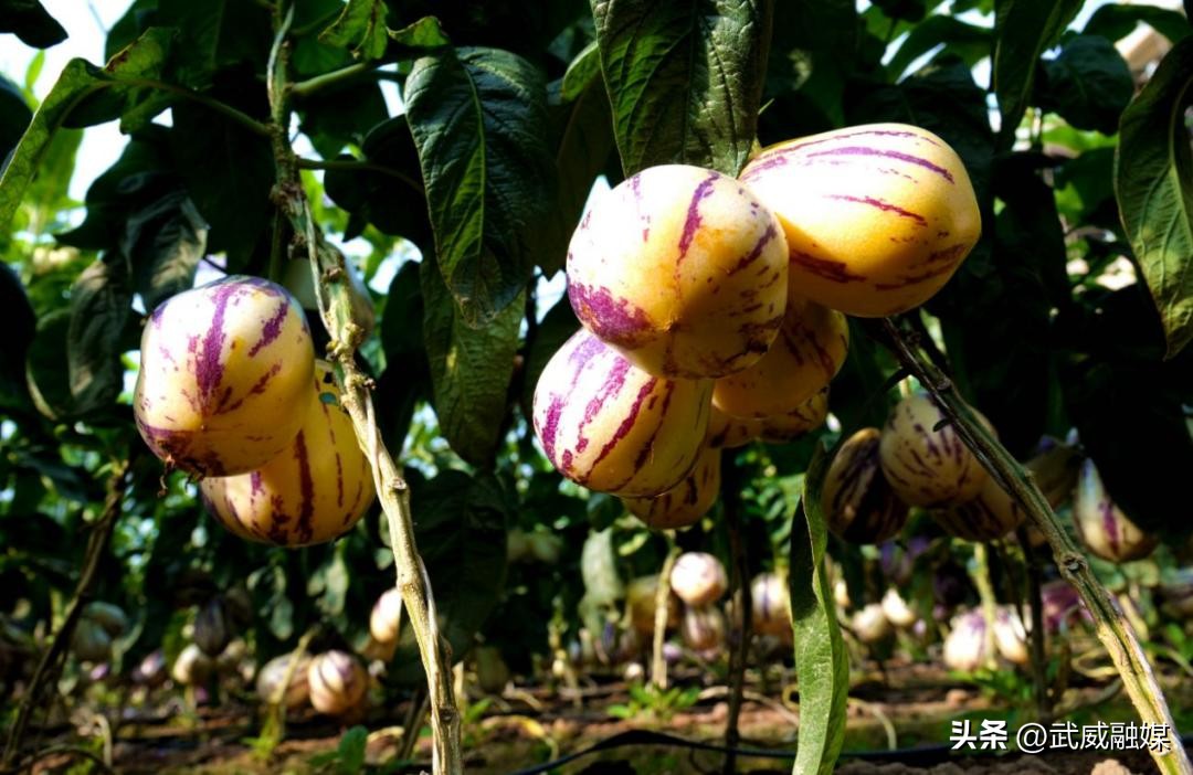 央媒看甘肃薪火相传,央视新闻联播苗乡创业