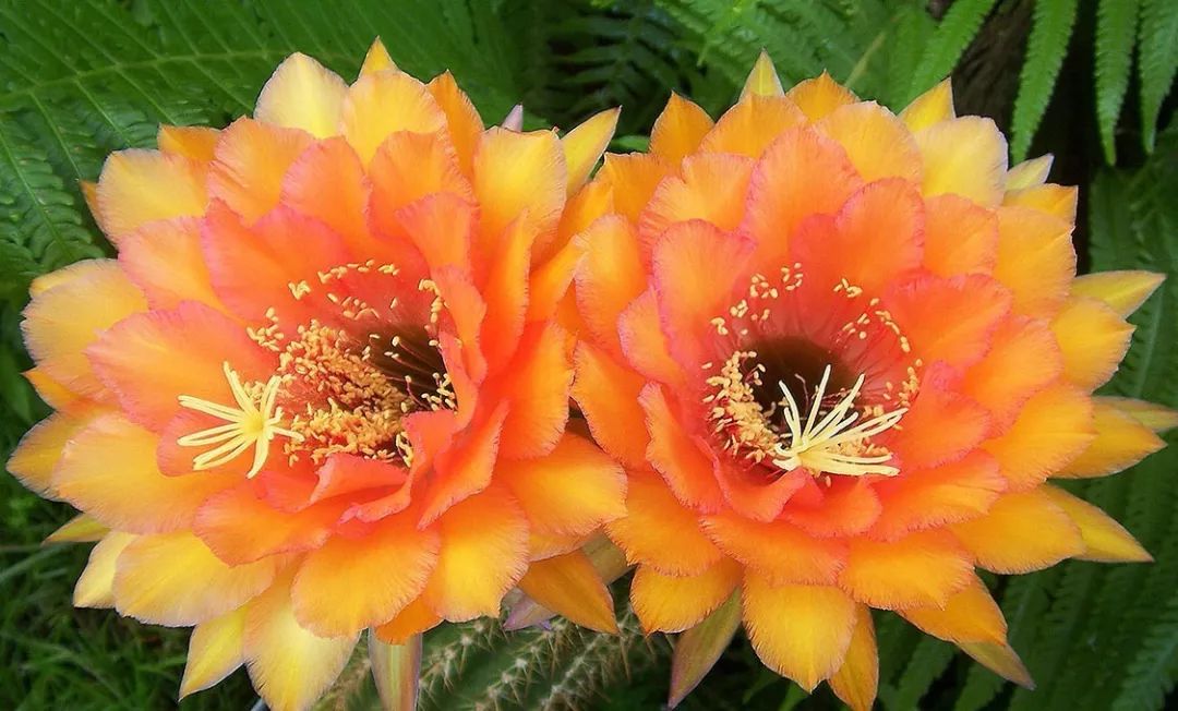 200种·仙人球开花图鉴，大开眼界，美到爆