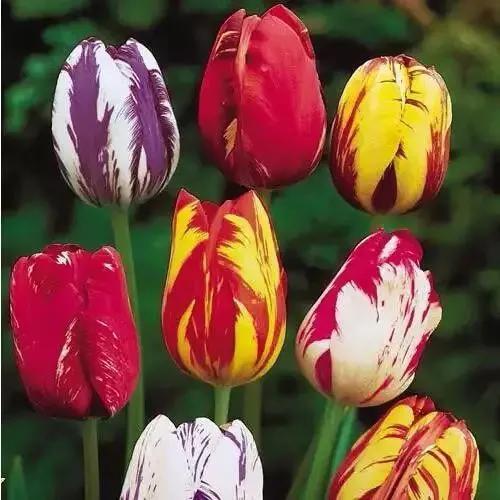 十大高档花卉,十大价值高的植物