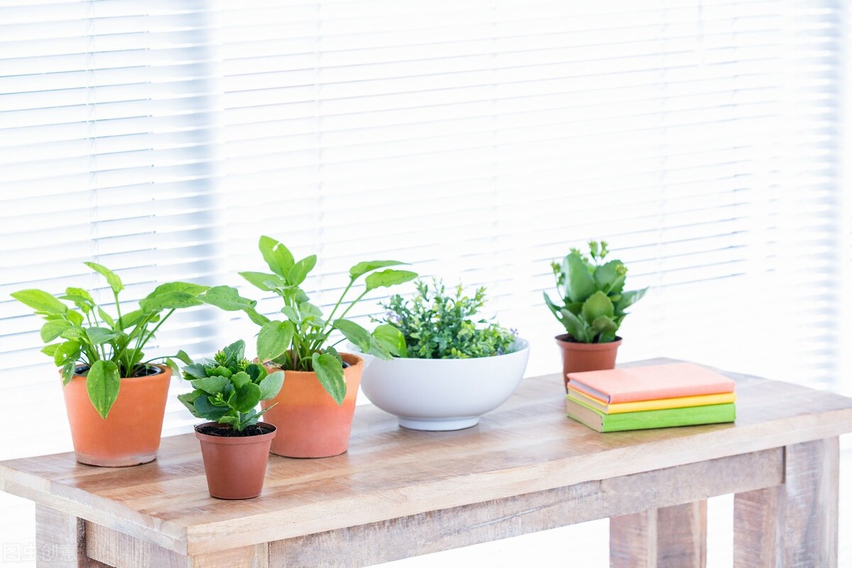 像它一样顽强的活着，等待着铅华洗尽，涅槃重生