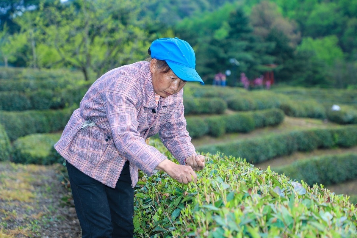 为乡村振兴添动能,供电公司全力助力乡村振兴