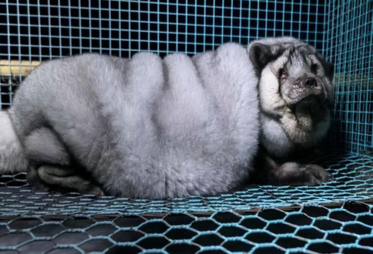 为了获取华丽的皮草，有的北极狐甚至被撑到压断四肢