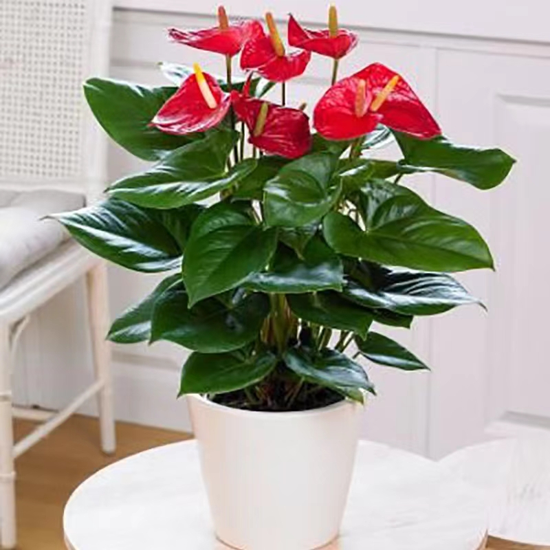 新房子去甲醛最快最有效的绿植,新房吸附甲醛的绿植物