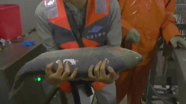 三文鱼水光真假分辨,哪种才是真正的三文鱼